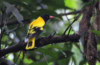 Black-hooded Oriole Oriolus xanthomus