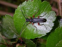 Anoplodera rufipes rufipes