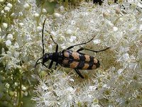 Leptura quadrifasciata quadrifasciata