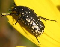 Oxythyrea noemi