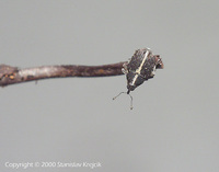Oprohinus suturalis