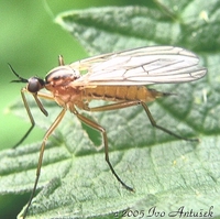 Empis stercorea