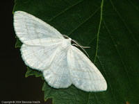 Cabera pusaria - Common White Wave