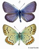 Plebeius argus - Silver-studded Blue