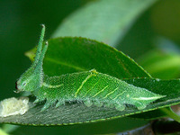 Apatura iris - Purple Emperor