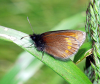 Erebia sudetica - Sudeten Ringlet