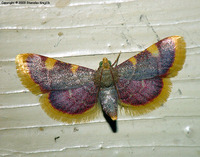 Hypsopygia costalis - Gold Triangle