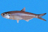 Anchoa lucida, Bright anchovy: