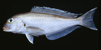 Caulolatilus chrysops, Atlantic goldeye tilefish: fisheries, gamefish, aquarium