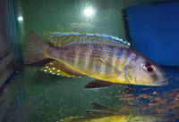 Stigmatochromis pleurospilus, :