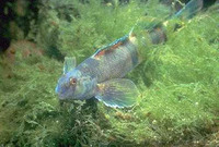 Etheostoma blennioides, Greenside darter: