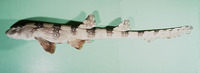 Chiloscyllium plagiosum, Whitespotted bambooshark: fisheries