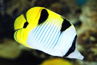 Chaetodon falcula, Blackwedged butterflyfish: aquarium