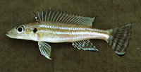 Reganochromis calliurus, : aquarium
