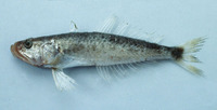 Champsodon nudivittis, :