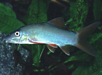 Yasuhikotakia modesta, Redtail botia: aquarium