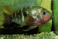 Aequidens tetramerus, Saddle cichlid: fisheries, aquarium