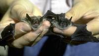 Image of: Myotis lucifugus (little brown bat)