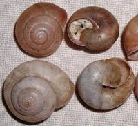Fruticicola fruticum