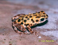 Dendrobates pumilio - Red Poison Dart Frog