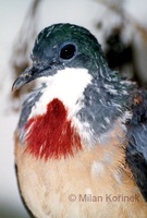 Gallicolumba crinigera - Mindanao Bleeding-heart dove