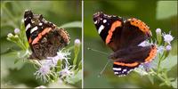 Image of: Vanessa atalanta (red admiral)