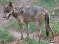 Canis lupus lupus - Gray Wolf