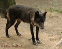 Canis lupus pambasileus - Alaska Wolf