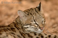 Leopardus tigrinus - Little Spotted Cat