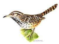 Image of: Campylorhynchus brunneicapillus (cactus wren)