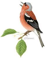 Image of: Fringilla coelebs (chaffinch)