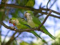 Image of: Myiopsitta monachus (monk parakeet)