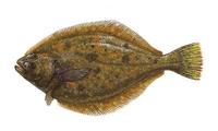 Image of: Citharichthys sordidus (Pacific sanddab)