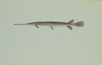 Image of: Lepisosteus osseus (longnose gar)