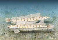 Image of: Trichonotus