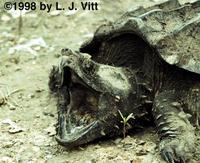 Image of: Macrochelys temminckii (alligator snapping turtle)