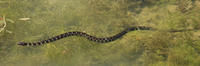 Image of: Nerodia sipedon (northern water snake)