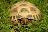 Testudo horsfieldii - Afghan Tortoise