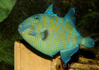 Pseudobalistes fuscus - Blue Or Rippled Triggerfish