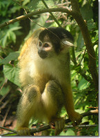 White-fronted Capuchin (Cebus albifrons).