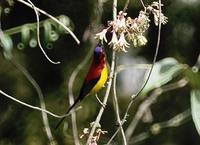 Mrs Gould's Sunbird - Aethopyga gouldiae