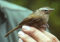 Indochinese Fulvetta - Alcippe danisi