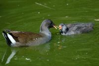 Dusky Moorhen