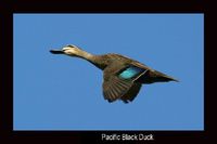 Pacific Black Duck