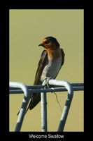 Welcome Swallow