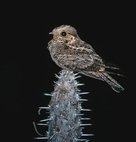 Madagascar Nightjar (Caprimulgus madagascariensis) photo