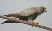 Sooty Falcon - Falco concolor