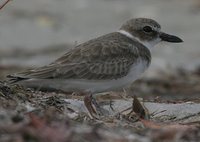 Wilson's Plover - Charadrius wilsonia