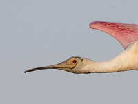 Roseate Spoonbill (Ajaia ajaja) photo