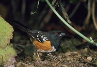 Spotted Towhee (Pipilo maculatus) photo